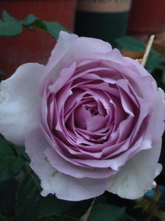 月季花 七絕詩句(圖2)